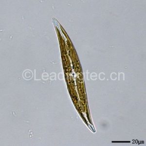 舟形藻科的斜紋矽藻 Pleurosigma sp.