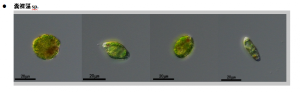 囊裸藻sp.