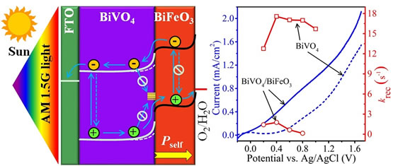 西南大學材料與能源學部李長明教授研究團隊在鐵電性BiFeO3薄層促進BiVO4光陽極光電化學水分解方面取得突破性進展