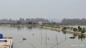 海水池塘生态修複