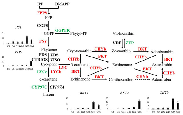 圖1.小球藻中蝦青素合成途徑中相關酶的表達情況。紅色表示表達上調的基因，綠色表示下調的基因，黑色表示不變的基因。