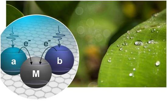 科學家用量子物理結合光合作用，生成高效光電池