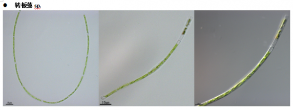 轉闆藻屬(GY-D36:Mougeotia)