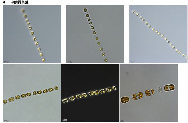 中肋骨條藻( GY-H69Skeletonema costatum)