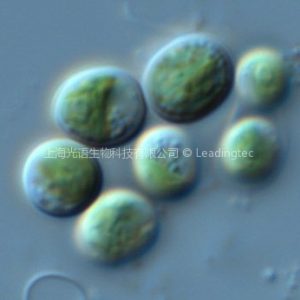 雲微藻 Chlorella sp.