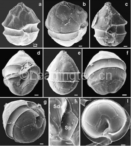 Pentapharsodinium dalei