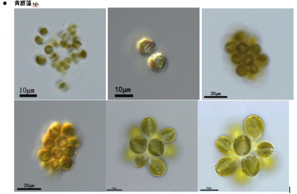 黃群藻 （GY-D11 Synura sp.