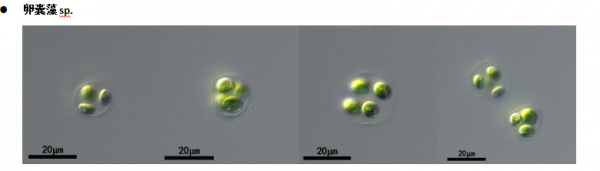 淡水卵囊藻(GY-D14 Oocystis sp.)