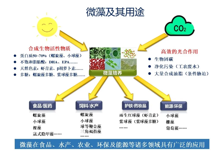 微藻及其在生物飼料中的應用