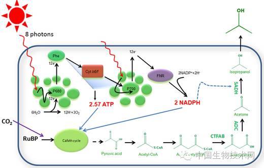 在藍細菌Synechocystis 6803中引入NADPH消耗驅動光合固碳示意圖