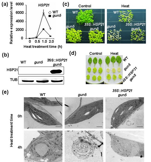 過表達HSP21顯著增強gun5突變體高溫抗性
